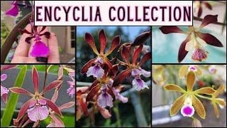 What’s In Bloom—Our Encyclia Orchid Collection 