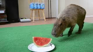 JoeJoe the Capybara gets over excited about eating Watermelon