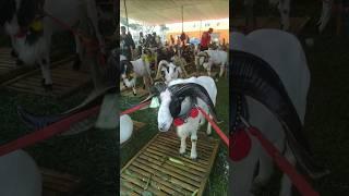 Festival | Tradisi dan Budaya | Adu Domba | Cibinong Bogor #shorts #viral #seni