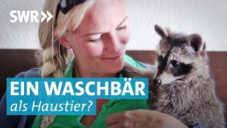 Wilde Großfamilie – Lustige Waschbären als Haustiere