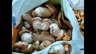 Сбор боровика (Boletus regius) в Крыму. Грибное счастье )