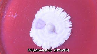 Agar Timelapse 6; Rise of Rhizomorphs