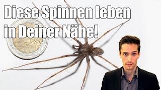 Winkelspinne, Kreuzspinne - Spinnen, die in der Nähe von Menschen häufig vorkommen