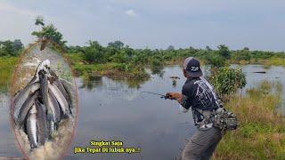 REJEKI NOMPLOK..! SAAT YANG TEPAT UNTUK CASTING IKAN GABUS DI SPOT AIR HITAM