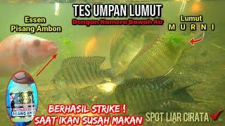 TES UMPAN LUMUT : Essen Pisang Ambon VS Murni || Berhasil STRIKE Di saat ikan susah makan