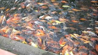 Guangzhou, Panyu Bao Mo Garden, feeding fish