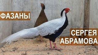 Фазаны в птичьем парке Сергея Абрамова.