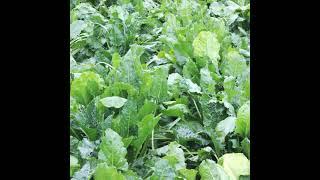 Why forage crops are an option for this winter