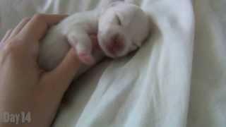 Watching a Puppy Grow - The first 14 days - Newborn Pomeranian Puppy