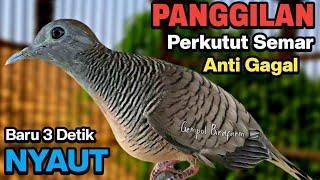 Perkutut Lokal Gacor Suara Besar Pancingan Burung Perkutut Agar Bunyi