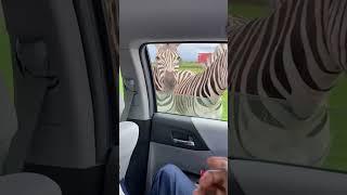 Feeding the Zeebra..  #funny #funnyvideo I US I Mom n Hans