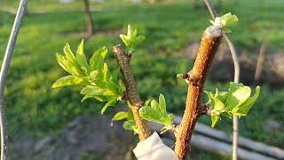 прививка абрикоса летом / grafting the apricot in summer