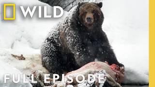 A National Park's Frigid Winter (Full Episode) | Wild Yellowstone | Nat Geo Animals