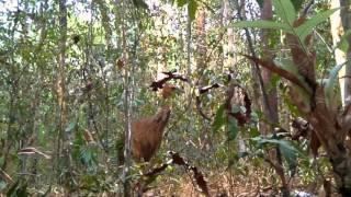 Southern Cassowary (Casuarius casuarius) in Wasur NP