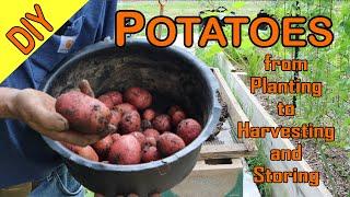 Better Potato Yield from Planting to Harvesting and Storing.