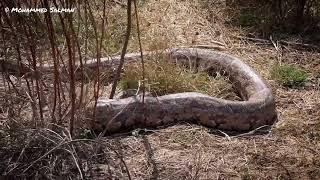 A massive Indian rock python