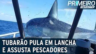 Tubarão cai em cima de lancha e assusta pescadores | Primeiro Impacto (09/11/22)