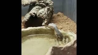 Baby Bosc Monitor takes its first drink  #nature #beauty #birth #aqualush #swindon #lizards