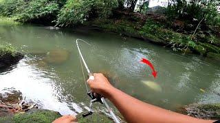 Mancing di sungai saat air jernih ikan hampala terus menyambar