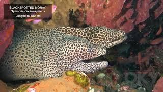 Moray Eels