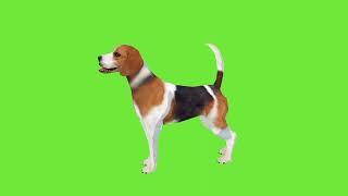 Dog Green Screen ‍|| #free #cartoon #animation #freegreenscreenvideo