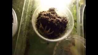 Brachypelma albiceps  DON PIPO