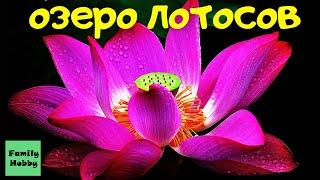 Озеро лотосов в Волгоградской области - уникальное место! | долина лотосов | lotus flower