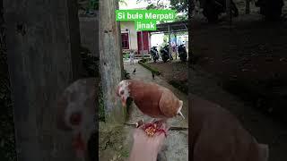 Merpati jinak si bule makan diatas tangan