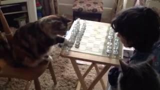 Pushka plays chess