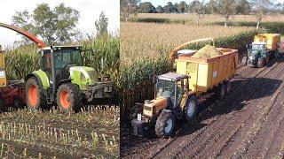 Kobus chopping corn