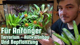 Terrarium -Rückwandbau & Bepflanzung für Anfänger (Pflanzen von Ben's Jungle )