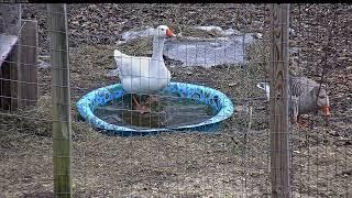 Honk Ice Skating