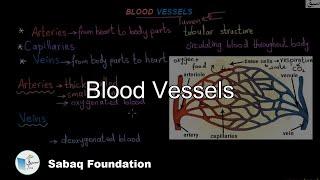 Blood Vessels, General Science Lecture | Sabaq.pk