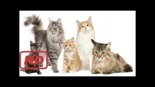 The Secret Life of Cats || Full Documentary with subtitles