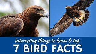 Birds: 7 Fun Facts about Some of the Most Widespread Animals on Earth