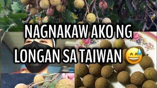 Nagnakaw ako ng Longan sa Taiwan | taiwan vlog | peanathz vlog