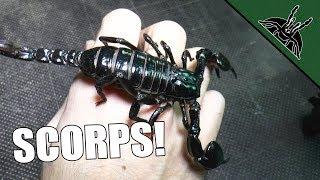 ALL OF MY SCORPIONS!