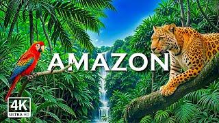 Amazon 4k - The World’s Largest Tropical Rainforest | Relaxation Film with Calming Music