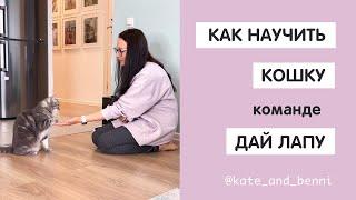 ДРЕССИРОВКА КОШКИ! Команда ДАЙ ЛАПУ