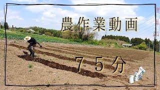 農作業動画　畑作業風景　癒やしの75分（作業用BGM）#asmr