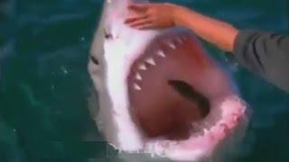 Акула показывает зубы