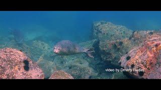 Подводные чудеса Японского моря