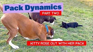 Pack Dynamics Cont. | Kitty Rose out with her Pack | BIG Day #catsanddogs