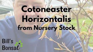 Cotoneaster Horizontalis Bonsai From Nursery Stock