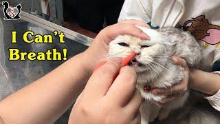 Saving and Healing for “shortness of breath” Cat | Vietnam Animal Vet clinic