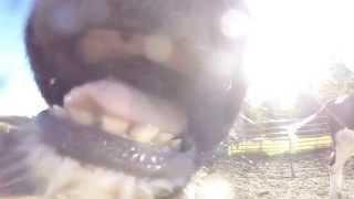 Cow Eats GoPro