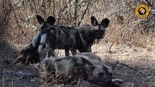 Wild Dog Puppies!