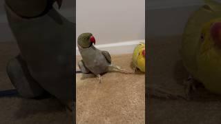 Aaaand… pose #funnyanimals #talkingparrot #talkingbird #pose #cuteanimals #parrottalking