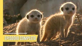 Hogares animales | Episodio Completo