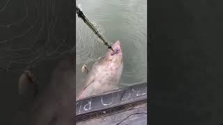 На Сахалине рыбаки случайно поймали огромную акулу